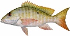 saltwater_snapmutt.jpg