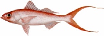 saltwater_snapquee.jpg