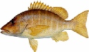saltwater_snapscho.jpg