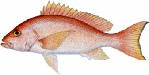 saltwater_snapsilk.jpg