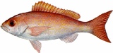 saltwater_snapverm.jpg
