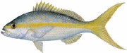saltwater_snapyt.jpg