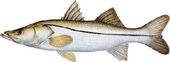 saltwater_snookcom2.jpg