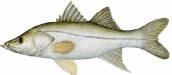 saltwater_snookfat.jpg