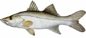 saltwater_snooktar.jpg