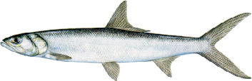 saltwater_tarplady2.jpg