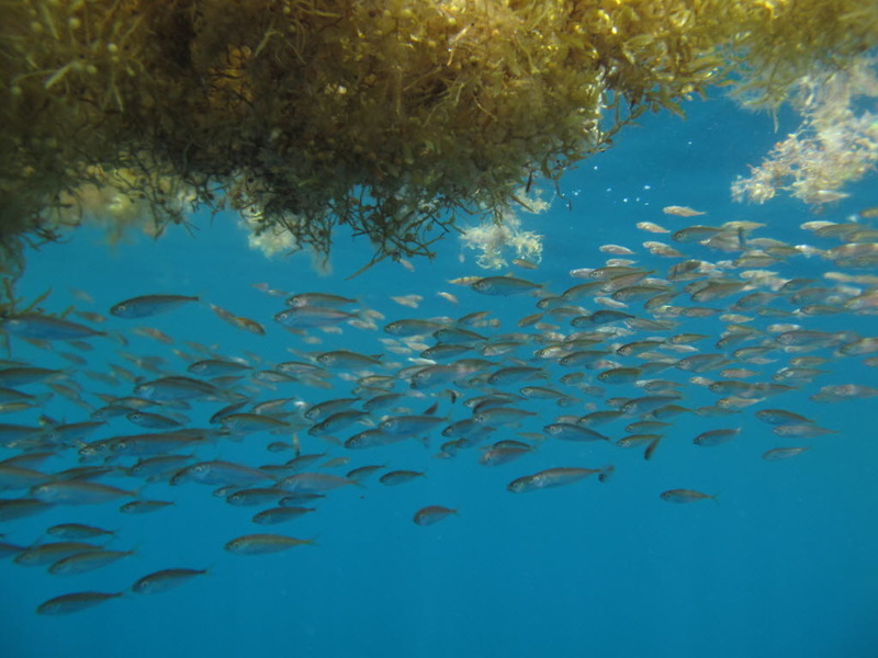 school-of-fish-may-23-2010jpg-21a9d3cf8ec2d614.jpg