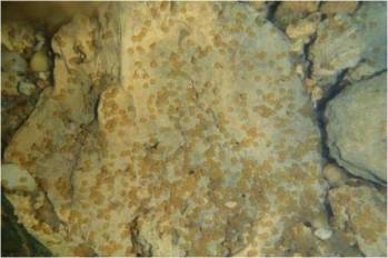Shoal-Bass-Eggs-resized.jpg