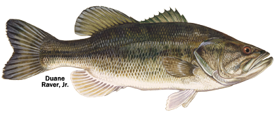 topspots_blackbass.png