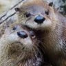 Otter