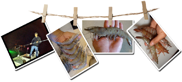 Shrimping for Florida's Winter Pink Shrimp and Florida's Summer White Shrimp Photos