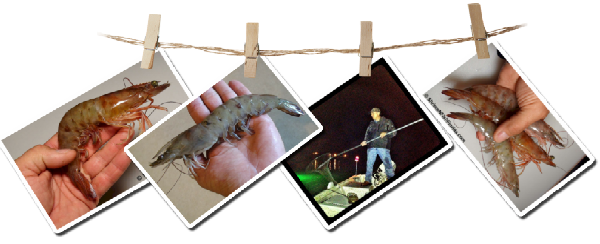 Shrimping Blog