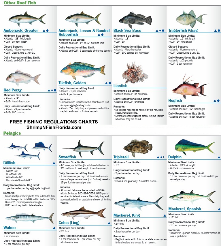 Florida Fishing Seasons Chart
