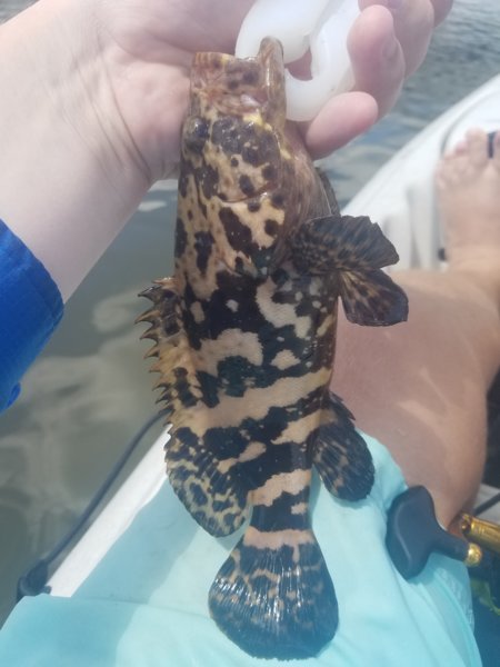 Here For The Goliaths | ShrimpNFishFlorida™ is Florida's Official ...