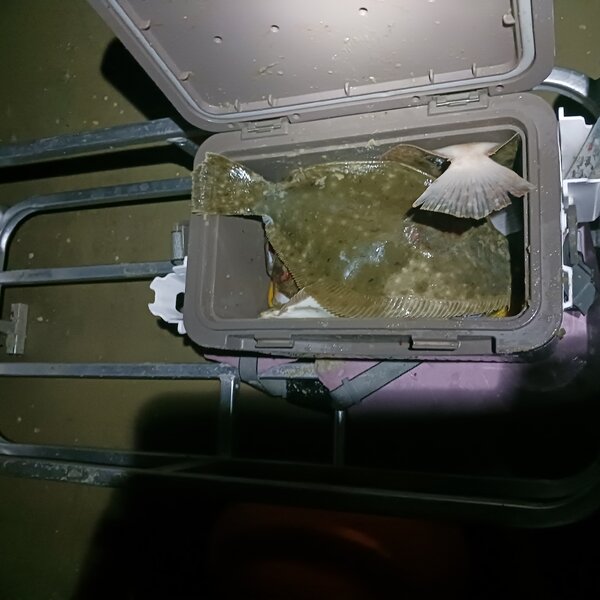 Flounder Gigging Matanzas Inlet 8/7/23 ShrimpNFishFlorida™ is Florida