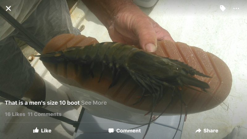 Shrimpzilla | ShrimpNFishFlorida™ is Florida's Official Anglers Social ...