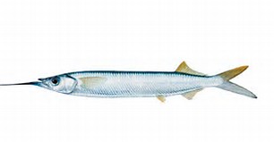 Are Needlefish Cough In East Central Fl? | ShrimpNFishFlorida™ is ...