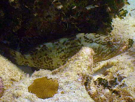 Club Articles - Why Fish, Structure, Ledges, Slopes, Inclines, Peaks ...
