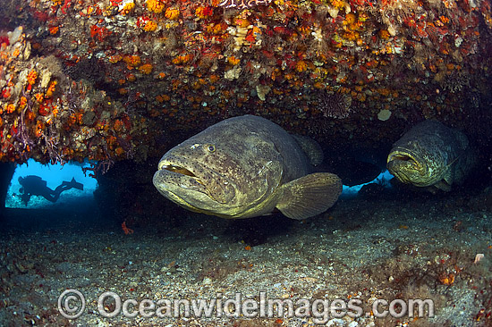 Club Articles - Why Fish, Structure, Ledges, Slopes, Inclines, Peaks ...