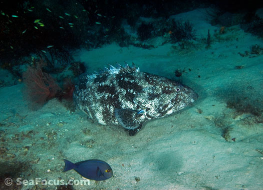 Club Articles - Why Fish, Structure, Ledges, Slopes, Inclines, Peaks ...