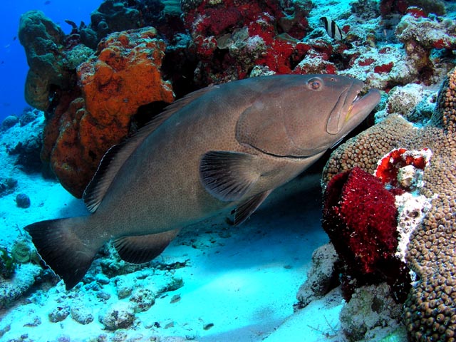 Club Articles - Why Fish, Structure, Ledges, Slopes, Inclines, Peaks ...