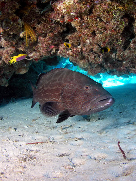 Club Articles - Why Fish, Structure, Ledges, Slopes, Inclines, Peaks ...