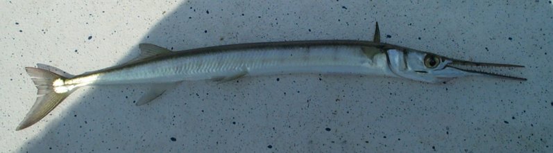 Are Needlefish Cough In East Central Fl? | ShrimpNFishFlorida™ is ...