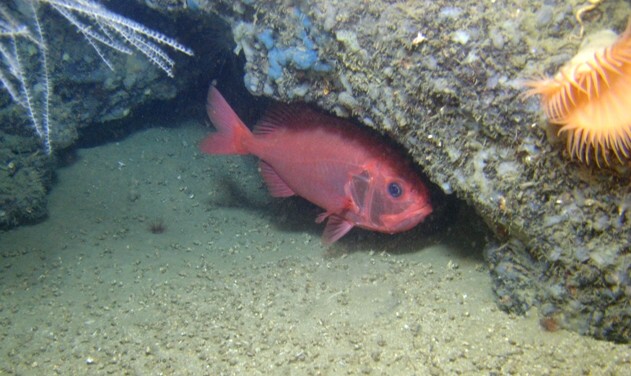Club Articles - Why Fish, Structure, Ledges, Slopes, Inclines, Peaks ...