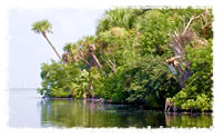 pineisland_rec.jpg