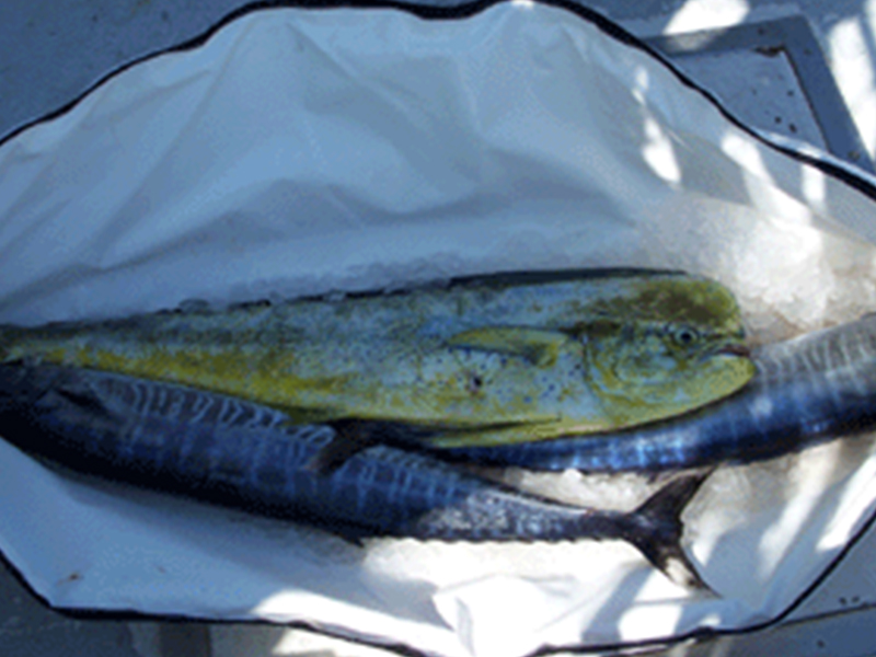 New C&h Medium Tournament Fish Bag | ShrimpNFishFlorida™ is Florida's ...