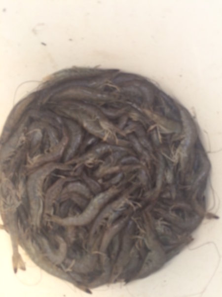 Palatka Shrimp Are Starting To Show Up 8-21-2016 | ShrimpNFishFlorida ...