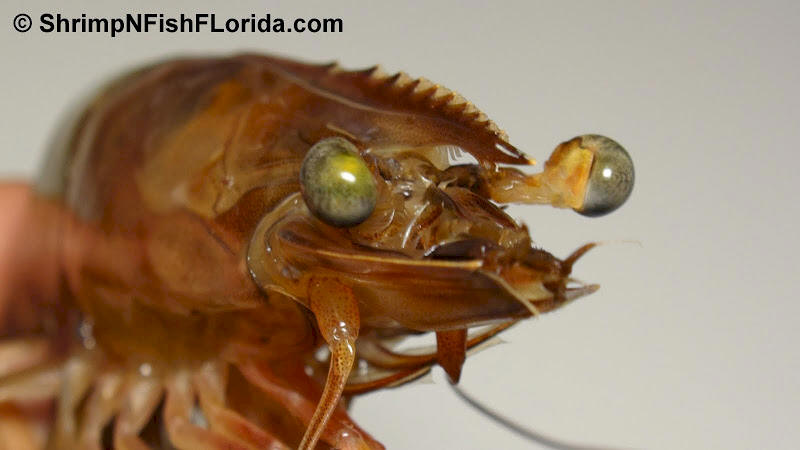 Cool Shrimp Photos | ShrimpNFishFlorida™ is Florida's Official Anglers ...