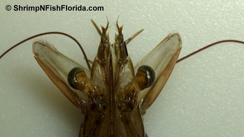 Cool Shrimp Photos | ShrimpNFishFlorida™ is Florida's Official Anglers ...