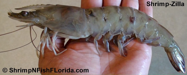 Florida Shrimp Can Boost Your Body's Immunity, Reducing Health Risks ...