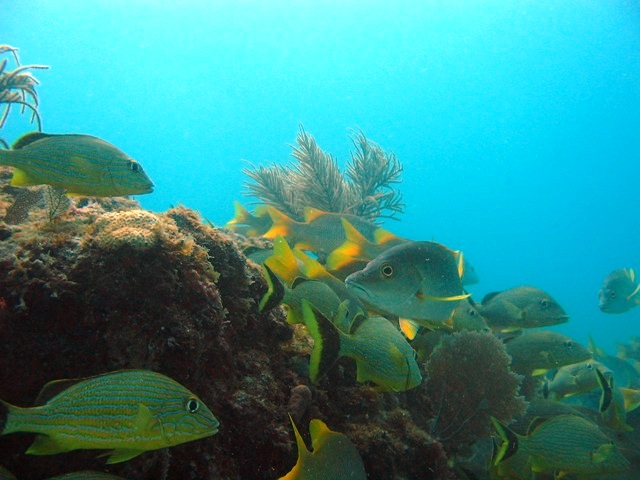 Club Articles - Why Fish, Structure, Ledges, Slopes, Inclines, Peaks ...